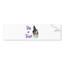 Australian Shepherd Trick