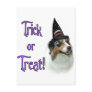 Australian Shepherd Trick Postcard