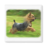 Australian Silky Terrier design Magnets