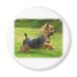 Australian Silky Terrier design Refrigerator Magnets