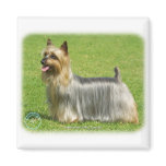 Australian Silky Terrier design Magnet