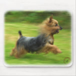 Australian Silky Terrier design mousepads
