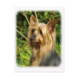 Australian Silky Terrier design Postcard