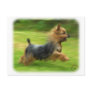 Australian Silky Terrier design Post Cards