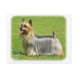 Australian Silky Terrier design Postcard