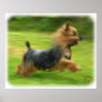 Australian Silky Terrier design Poster
