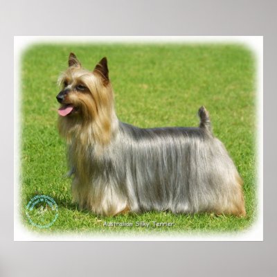 Australian Silky Terrier design Poster by TraffordPhotos
