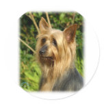 Australian Silky Terrier design Stickers