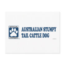 Australian Stumpy Tail Cattle Dog Blue