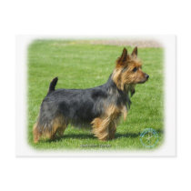 Australian Terrier 9R044D-62 Post Cards