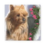 Australian Terrier Art Gifts Magnets