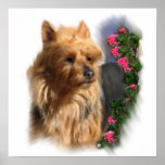 Australian Terrier Art Gifts posters