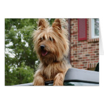 Australian Terrier Card
