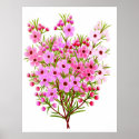 Australian Waxflower Bouquet Poster posters