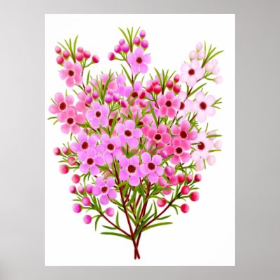 Australian Waxflower Bouquet Poster by twopurringcats