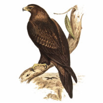 Australian Wedge Tailed Eagle. Huge Bird of Prey. Cut Out