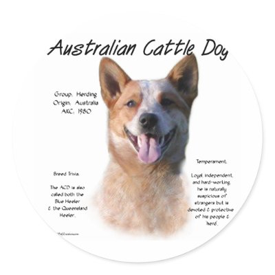 AustralianCattle Dog (redspec) History Design by GreyWolfCreation