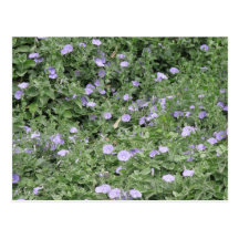 Australia's Purple flowers post card