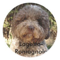 autocollant, Lagotto-Romagnolo Stickers