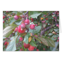 Autumn2008 Cards