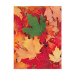 autumn (15)