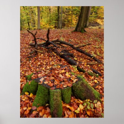 Autumn (1) posters by MDB_