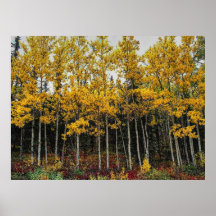 Autumn 3 bumped posters