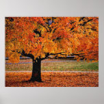 Autumn 4 print