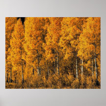 Autumn 7 bumped posters