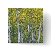Autumn aspens in McClure pass in Colorado.