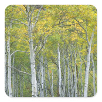 Autumn aspens in McClure pass in Colorado.