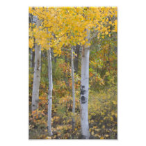 Autumn Aspens Photographic Print