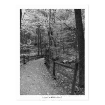 "Autumn at Blendon Woods" Postcard