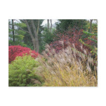 Autumn beauty in Ohio Post Card