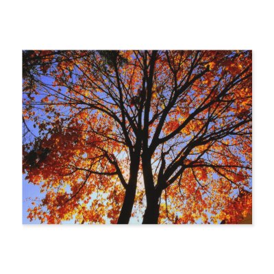 "Autumn Beauty "postcard by avisnoelledesigns