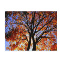 "Autumn Beauty "postcard