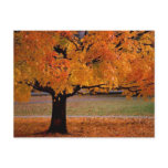 Autumn Beauty
