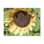 Autumn Beauty- Sunflower Postcard