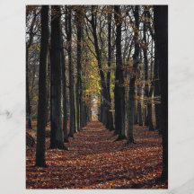 Autumn beech wood, rural Netherlands in Europe Custom Flyer