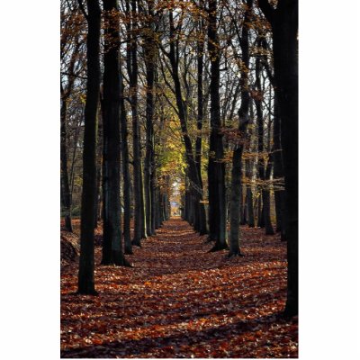 Autumn beech wood, rural Netherlands in Europe Photo Cut Outs by beautifulclicks