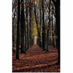Autumn beech wood, rural Netherlands in Europe photo sculptures
