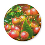Autumn Berries - Magnet