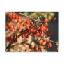 Autumn Berries Post Cards