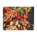 Autumn Berries postcards