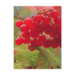 Autumn Berries Post Cards