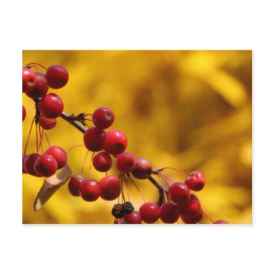 Autumn Berries Postcards by pattirm1