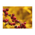 Autumn Berries postcards