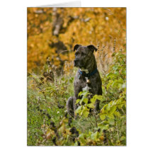 Autumn Bryn Card