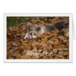 Autumn cat cards