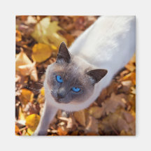 Autumn Cat Fridge Magnet